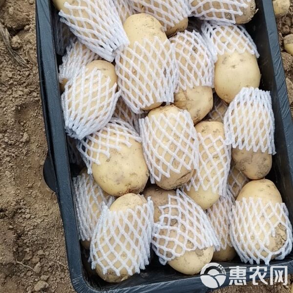 腾州土豆价格行情最新分析